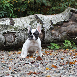 Sie sucht ihn 83233