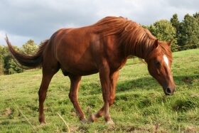 Sie sucht ihn 83233