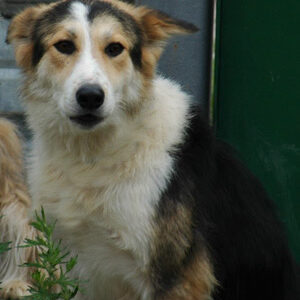 Sie sucht ihn 83233