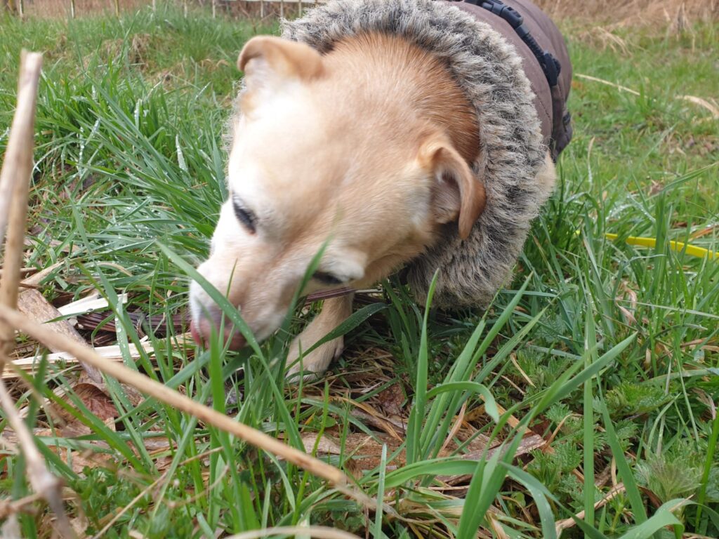 bariumsulfat hund